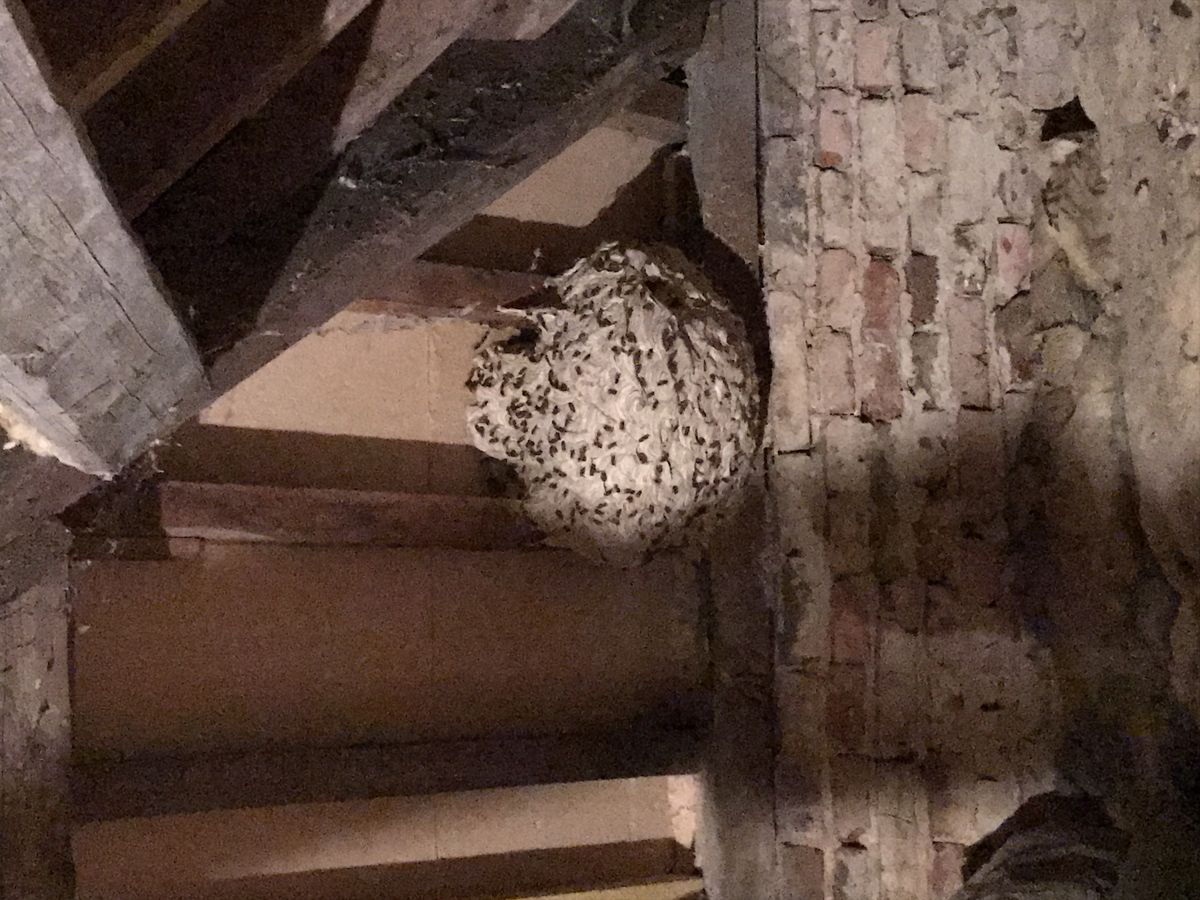 Nid de guêpes traité par Amiens Guêpes - destruction professionnelle dans la Somme