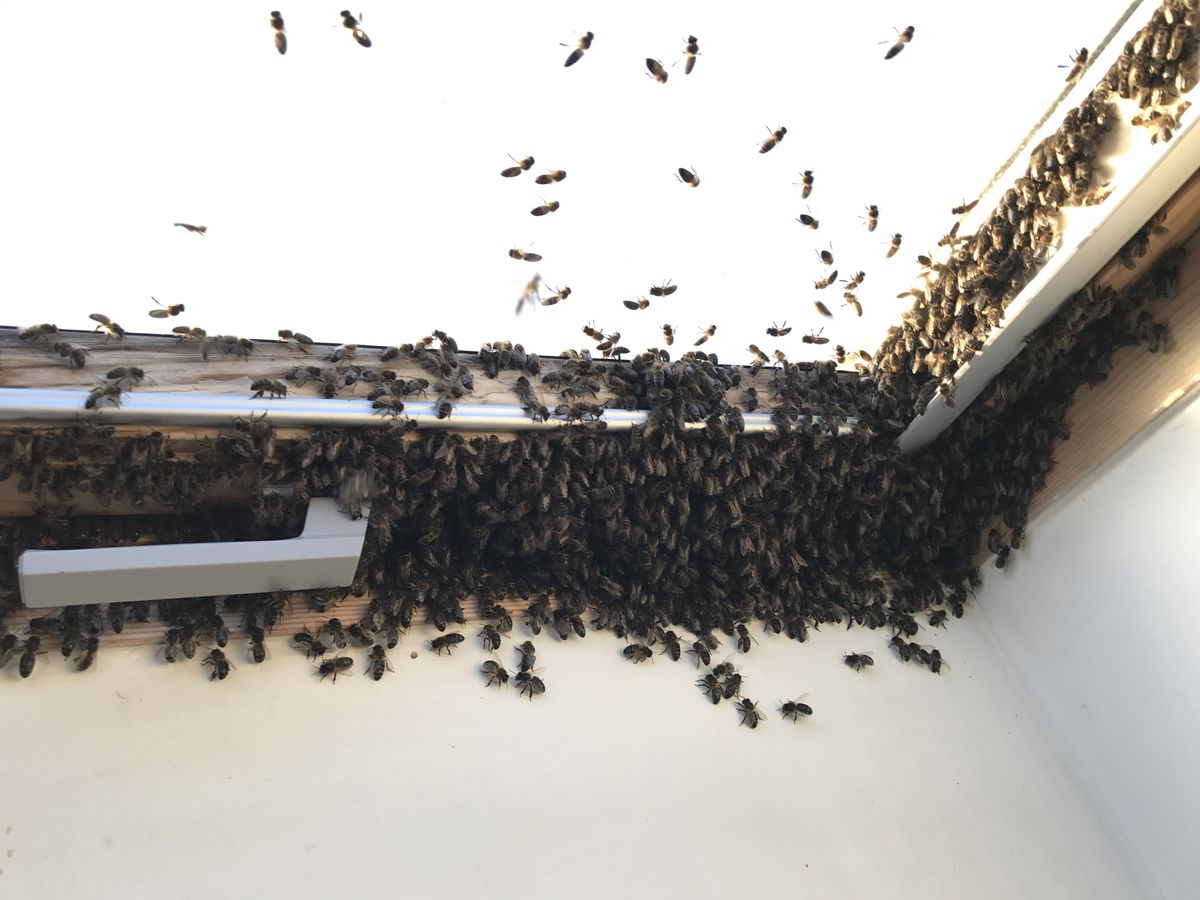 Nid de guêpes traité par Amiens Guêpes - destruction professionnelle dans la Somme