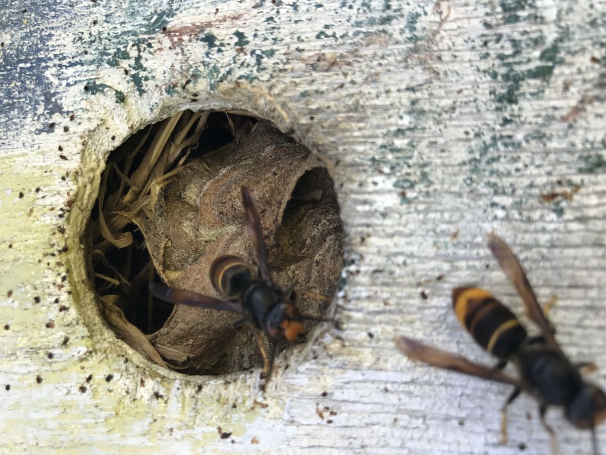 Nid de guêpes traité par Amiens Guêpes - destruction professionnelle dans la Somme
