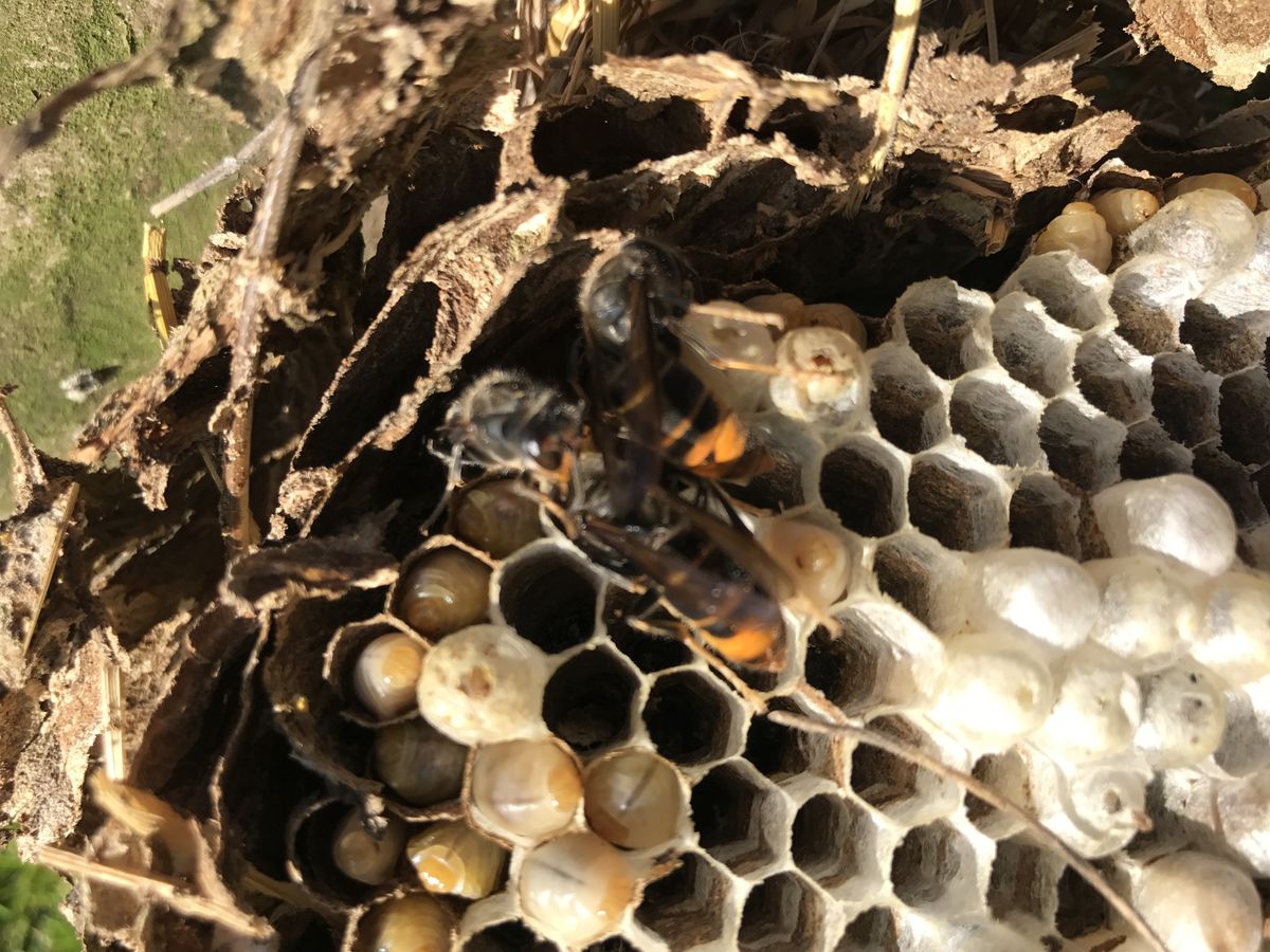 Nid de guêpes traité par Amiens Guêpes - destruction professionnelle dans la Somme