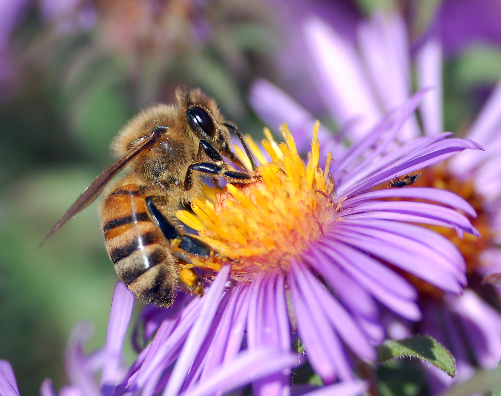 Abeille domestique — récupération colonie Somme