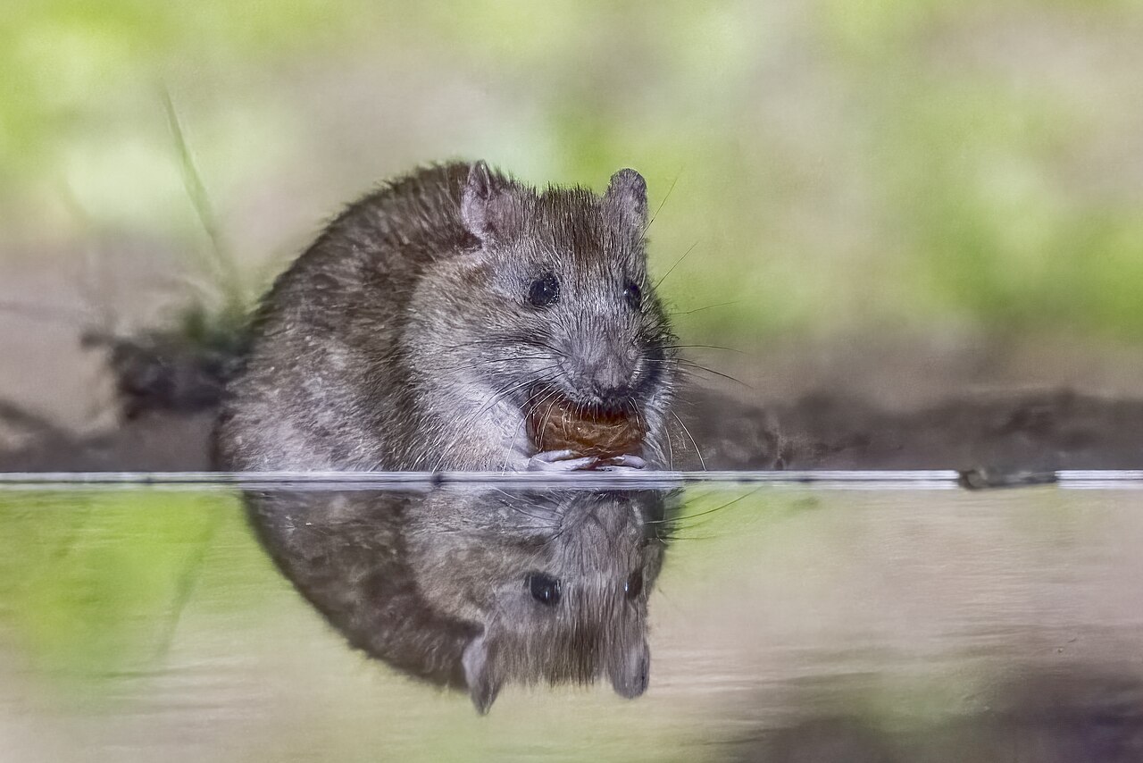 Rat brun — dératisation Amiens et Somme